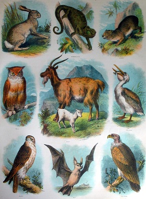 Clean and Unclean Animals. Click to enlarge. See below for provenance.